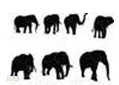 A collection of elephants